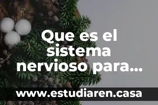 Que es el sistema nervioso vegetativo 8 Que es el sistema nervioso para niños de preescolar