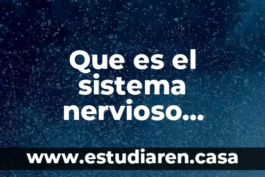 Que es el sistema nervioso periferico para niños