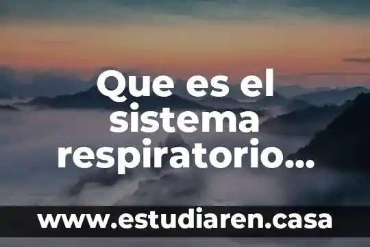 Sistema respiratorio que es como funciona 4 Que es el sistema respiratorio cutaneo