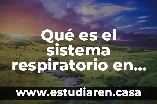 Sistema respiratorio que es como funciona 3 Qué es el sistema respiratorio en los seres vivos