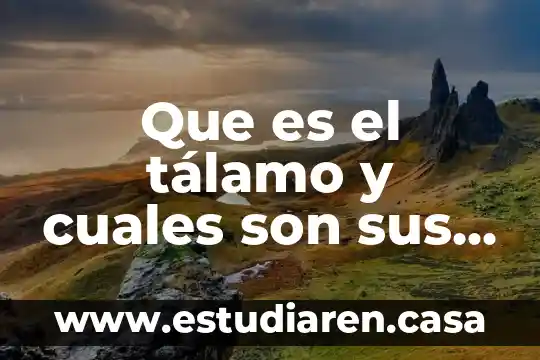 Que es el tálamo y cuales son sus funciones