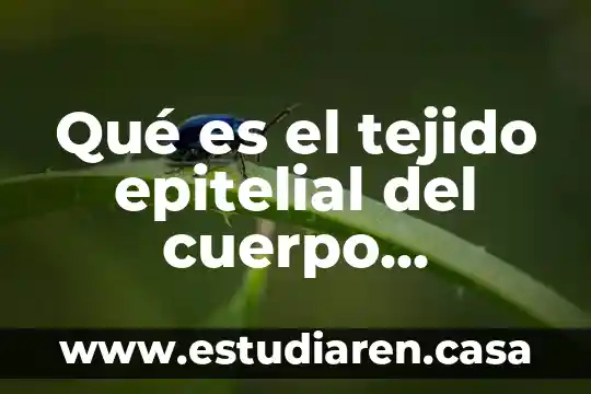Qué es el tejido epitelial del cuerpo humano