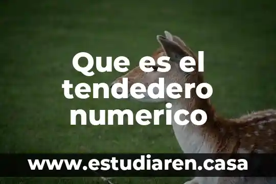 Que es un campo numerico 3 Que es el tendedero numerico