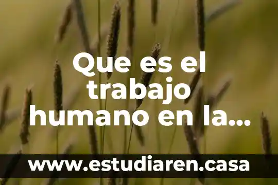 Que es el argumento de un trabajo 6 Que es el trabajo humano en la educacion
