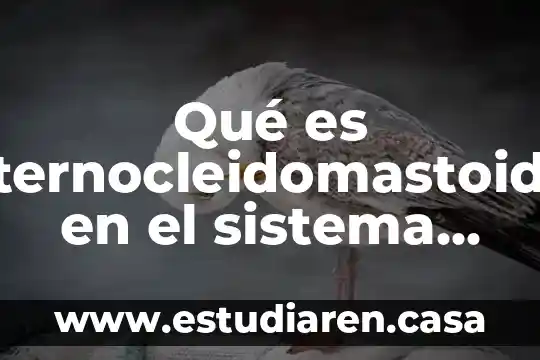 Que es un sistema de inormación 4 Qué es esternocleidomastoideo en el sistema muscular