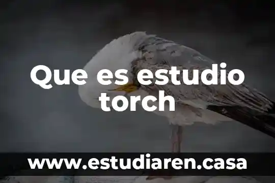 Que es estudio torch
