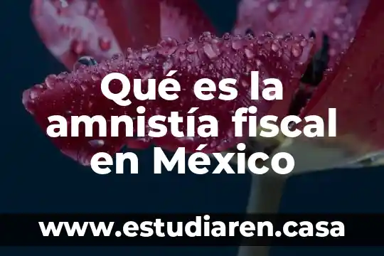 Que es la ley de amnistía en méxico 3 Qué es la amnistía fiscal en México