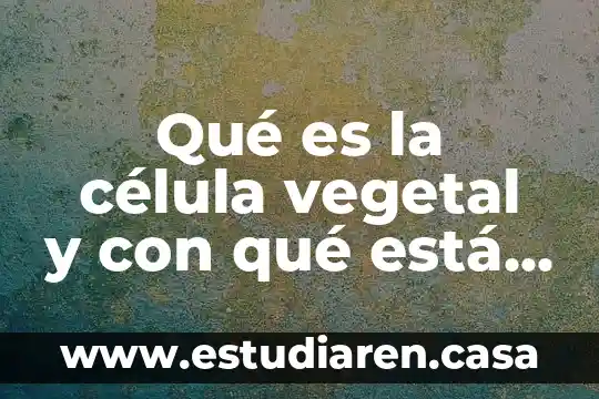 Qué es célula animal y vegetal sus partes y funciones 5 Qué es la célula vegetal y con qué está conformado