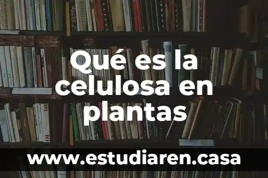 Que es agente de carga celulosa microcristalina 6 Qué es la celulosa en plantas