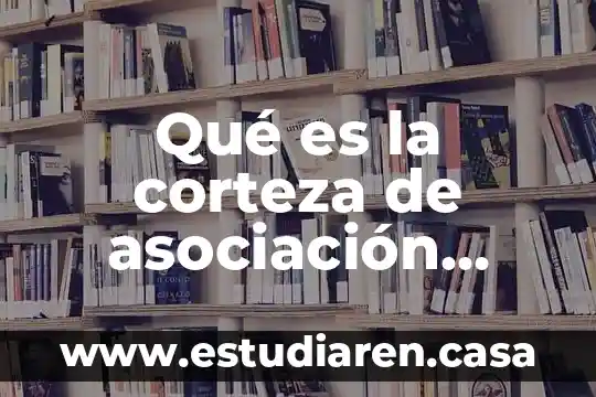 Qué es la corteza de asociación psicología