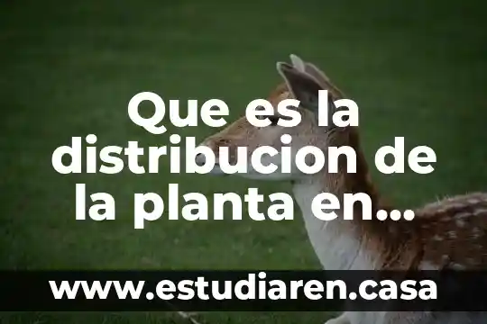 Que es la distribucion de la planta en una empresa
