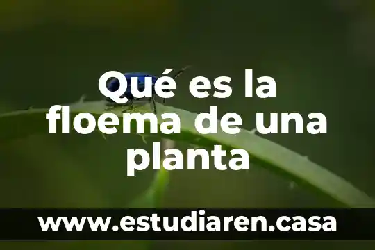 Qué es la floema de una planta