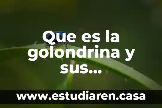 Que es la golondrina y sus caracteristicas