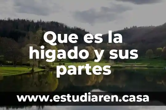 Qué es el sistema enzimático del hígado 7 Que es la higado y sus partes