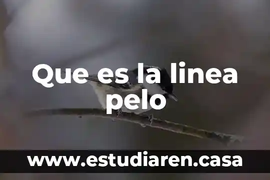 Que es bueno para lo maltratado del pelo 4 Que es la linea pelo