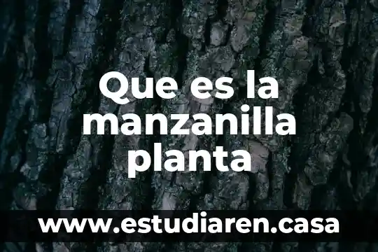 Que es la manzanilla planta