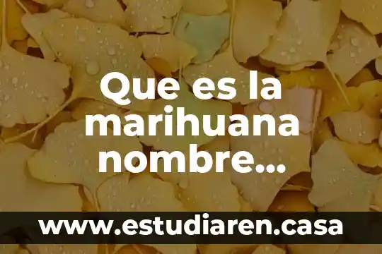 Que es la marihuana nombre cientifico