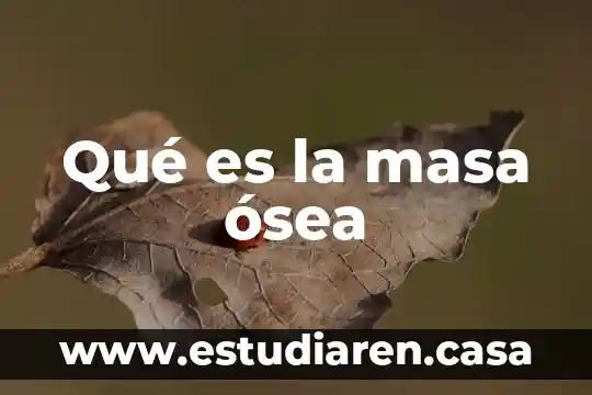 Qué es la médula ósea en el sistema inmunológico 5 Qué es la masa ósea