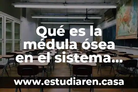 Qué es la masa ósea 3 Qué es la médula ósea en el sistema inmunológico