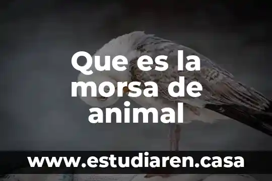 Que es la morsa de animal