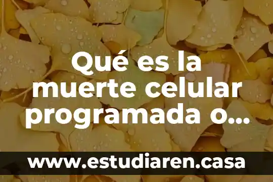 Qué es la muerte celular programada o apoptosis