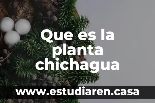 Vainilla planta que es 4 Que es la planta chichagua