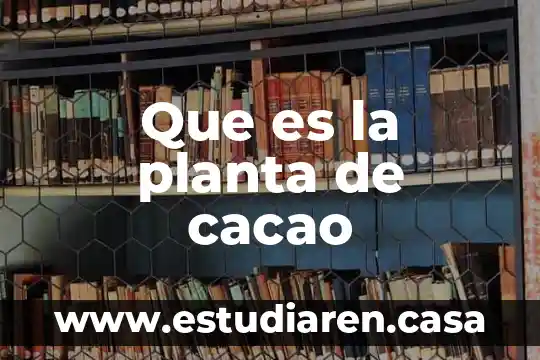 Que es la planta de cacao