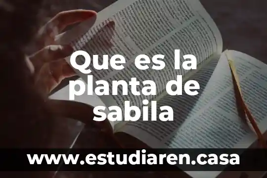Que es la planta de sabila
