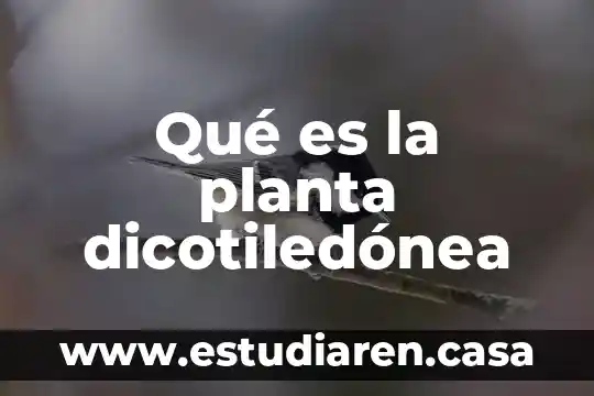 Qué es la planta dicotiledónea