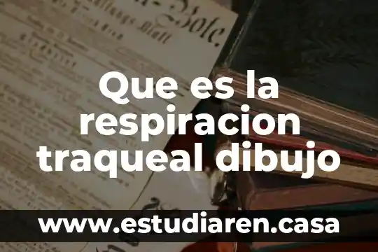 Que es la respiracion traqueal dibujo