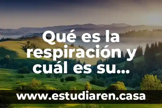Qué es la respiración y cuál es su función