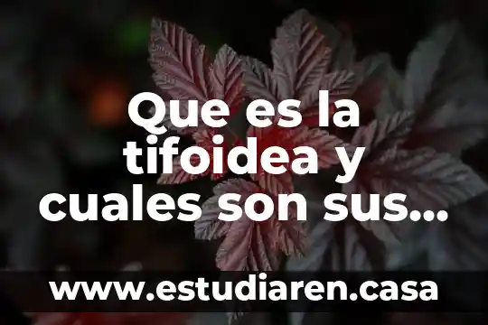 Que es la tifoidea y cuales son sus sintomas