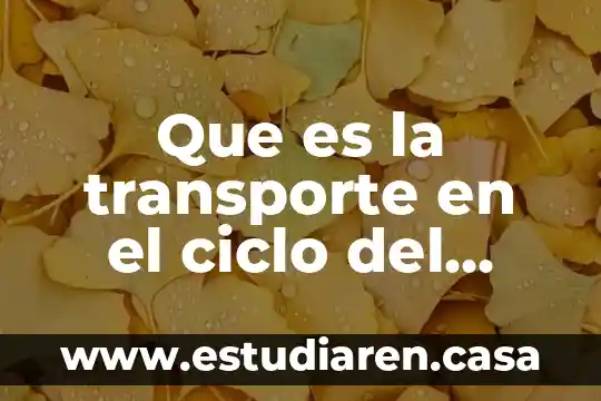 Que es la transporte en el ciclo del agua