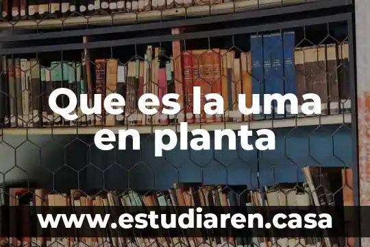 Que es una relacion lineal proporcional 7 Que es la uma en planta