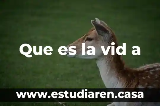 Qué es la condición de vid 5 Que es la vid a