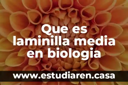 Sistemas internacionales de media que es 3 Que es laminilla media en biologia