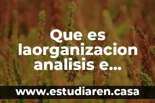 Que es laorganizacion analisis e interpretacion