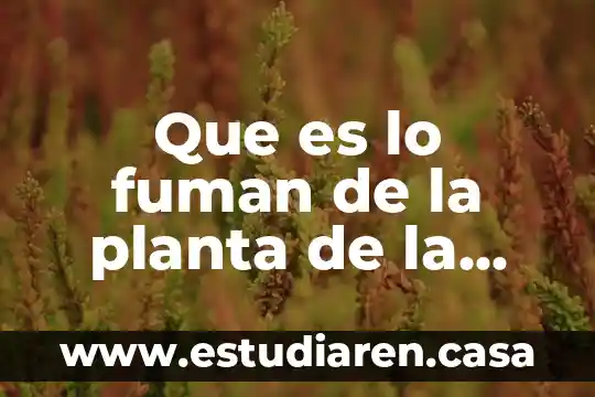 Que es lo fuman de la planta de la marihuana