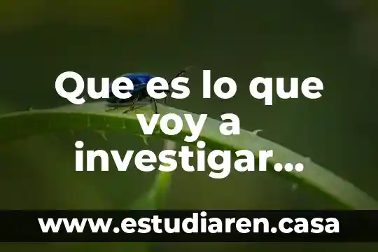 Que es lo que voy a investigar actividad formativa