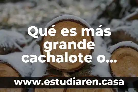 Qué es más grande cachalote o calamar gigante