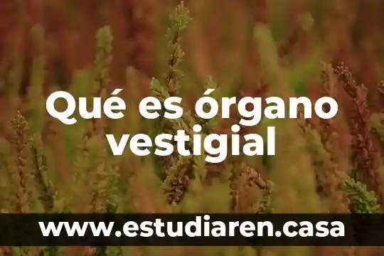 Qué es un órgano tejido en los seres vivos 5 Qué es órgano vestigial