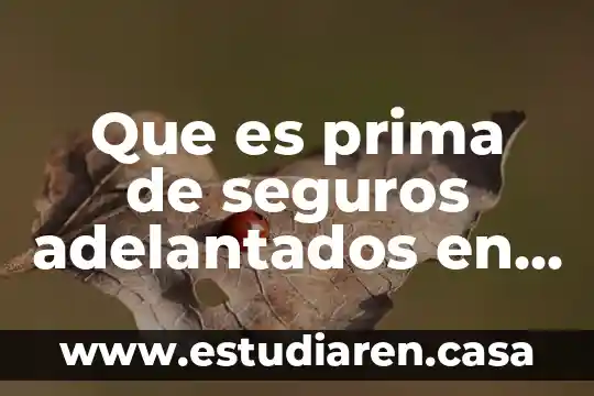 Que es prima de seguros adelantados en contabilidad