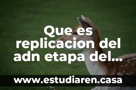 Que es replicacion del adn etapa del ciclo celular