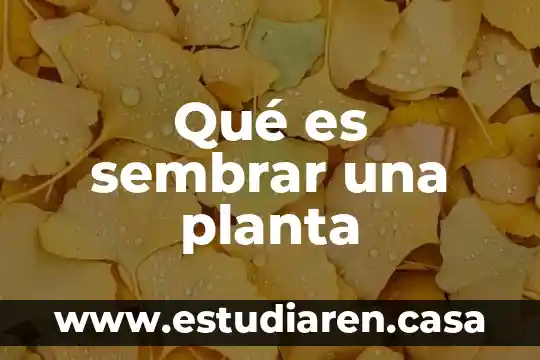 Qué es sembrar una planta