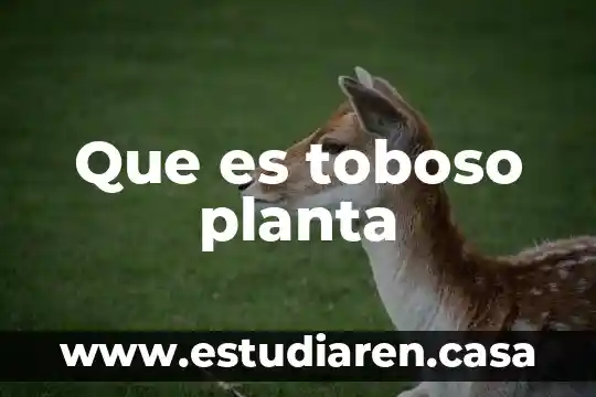 Que es toboso planta