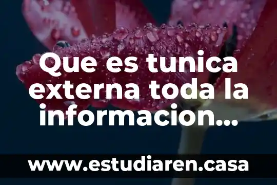 Que es tunica externa toda la informacion que haya