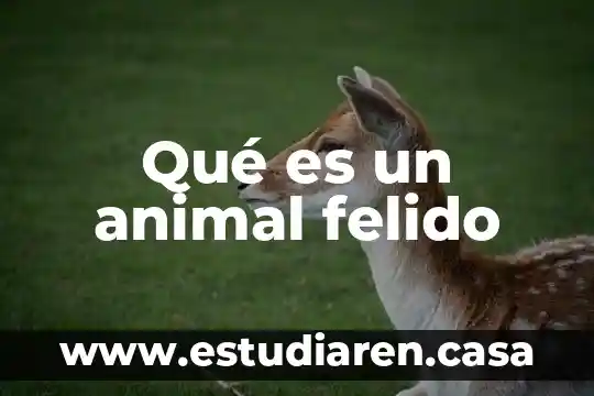 Qué es un animal felido