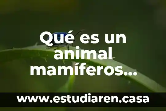 Qué es un animal mamíferos kinder