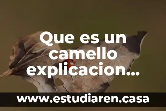 Que es un camello explicacion para niños