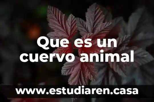 Que es un cuervo animal
